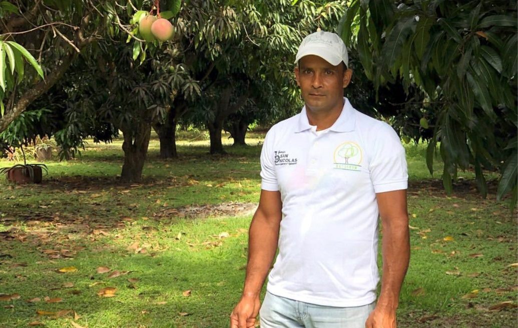 Agricultor de la Granja San Nicolás entre árboles de mango