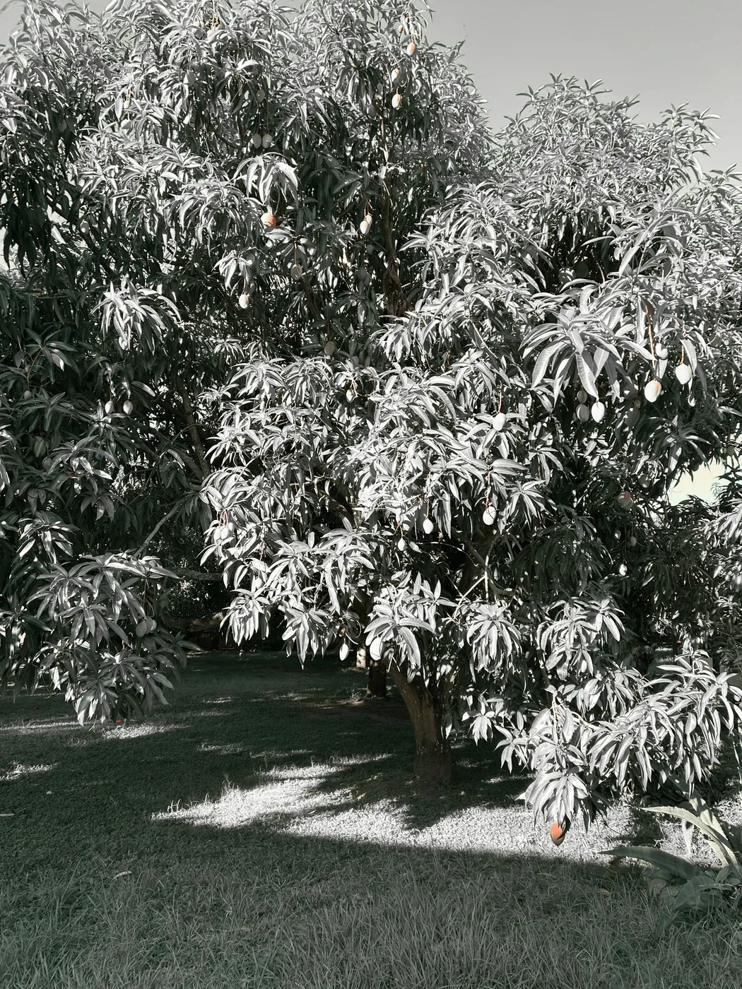 Árbol de mango cargado de fruta