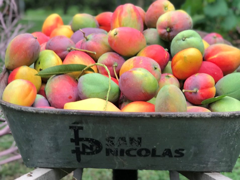 Mangos recién cosechados en la Granja San Nicolás