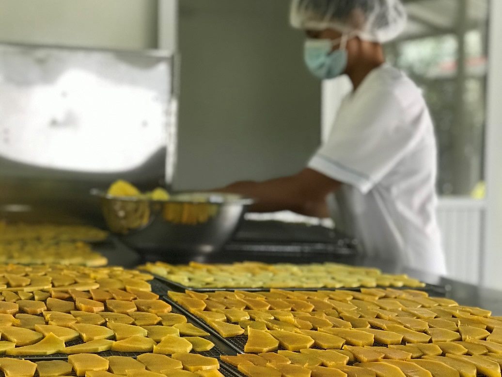 Láminas de mango en bandejas de deshidratación